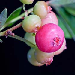 Myrtille  fruits roses 'Pink Lemonade'